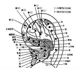 Auriculo 3D(耳穴针灸疗法学习软件)