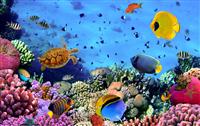 海底世界（Aquarium）金钱修改器